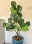 Imagem de Planta Artificial Ficus Lyrata Com Vaso Liso Polietileno