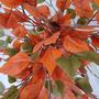 Imagem de Planta Artificial Ficus Outono Lira Sem Vaso Decoração