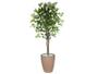 Imagem de Planta Artificial Ficus Verde 1,50 kit + Vaso E. Bege 30 cm