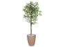 Imagem de Planta Artificial Ficus Verde Creme 1,5 kit + Vaso E. Bege 30 cm