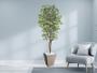 Imagem de Planta Artificial Ficus Verde Creme 2,10m kit + Vaso Trapezio D. Grafiato Bege 40cm