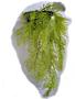 Imagem de Planta Artificial Folhagem Verde Com Vaso Para Parede