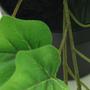 Imagem de Planta Artificial Hedera Verde Just Home Collection