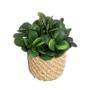 Imagem de Planta Artificial Home Style Bergmid