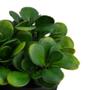 Imagem de Planta Artificial Home Style Bergmid