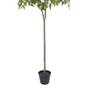 Imagem de Planta Artificial Mini Ficus