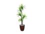 Imagem de Planta Artificial Para Sala Árvore Yucca 1,60m Kit + Vaso S. Marrom 30cm