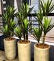 Imagem de Planta artificial yucca 4 galhos 1 mt /o vaso não acompanha