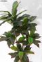 Imagem de Planta Árvore Artificial Dracena Luxo Real Toque Verde 1,58mt