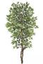 Imagem de Planta Árvore Artificial Ficus Verde Creme 2,1m