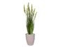 Imagem de Planta Árvore Artificial Grass com Grão 90 cm Kit + Vaso S. Bege 30 cm