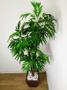 Imagem de Planta Árvore Artificial Palmeira Phoenix Texturizado Verde 1,77m