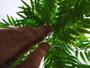 Imagem de Planta Árvore Artificial Palmeira Phoenix Texturizado Verde 1,77m