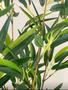 Imagem de Planta bambu artificial 5 hastes 1 mt/sem o vaso