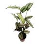 Imagem de Planta Calathea White Pink Pote 12 Valormoara