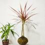 Imagem de Planta Dracena tricolor Verdadeira - Arranjo Kokedama Natural