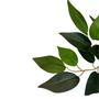 Imagem de Planta Ficus Premium Caule Natural permanente 90cm