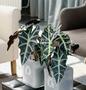 Imagem de Planta Muda Alocasia Polly Amazonica + Vaso Bem Embalado Top