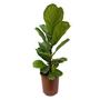 Imagem de Planta Muda Ficus Lyrata Ideal P/ Ambientes Internos Pote 24