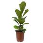 Imagem de Planta Muda Ficus Lyrata Ideal P/ Ambientes Internos Pote 24