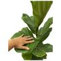 Imagem de Planta Muda Ficus Lyrata Ideal P/ Ambientes Internos Pote 24