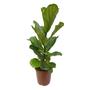 Imagem de Planta Muda Ficus Lyrata Ideal P/ Ambientes Internos Pote 24