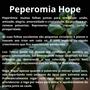 Imagem de Planta Natural Peperomia Hope Cuia 21 Pendente Decoraçao