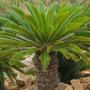 Imagem de Planta Palmeira Cyca 70cm