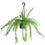 Imagem de Planta Paulistinha De Metro Samambaia Natural Holambra Decoração