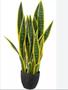 Imagem de Planta Santa Bárbara natural sansevieria c/vaso