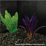 Imagem de Planta silk soma echinodorus roxa 13cm