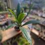 Imagem de Plantas Naturais Muda Anthurium Sellowianum Decoração Casa