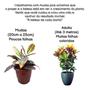 Imagem de Plantas Naturais Muda Croton Petra Folhas Coloridas Com Vaso