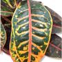 Imagem de Plantas Naturais Muda Croton Petra Folhas Coloridas Com Vaso