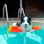 Imagem de Plataforma Escada Save Dog para cachorro e gato na piscina