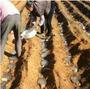 Imagem de Poliacrilato Sódico Absorvente agua Hidrogel Agrícola 500gr
