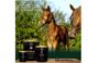Imagem de Potrus 2,5 Kg Suplemento Para Potros Linha Horse Premium - Lavizoo (c/ Brinde)