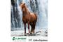 Imagem de Potrus 2,5 Kg Suplemento Para Potros Linha Horse Premium - Lavizoo (c/ Brinde)