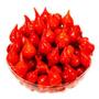 Imagem de Pouch Pimenta em Conserva Biquinho 1.6kg Liquido