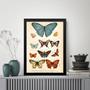 Imagem de Quadro Borboletas Diversas - Vintage 24x18cm - com vidro