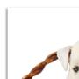 Imagem de Quadro Cachorro I Uniart Branco 30x30cm