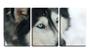 Imagem de Quadro canvas 45x96 olhos azuis de husky siberiano