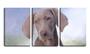 Imagem de Quadro canvas 55x110 cão de cabeça inclinada