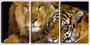 Imagem de Quadro canvas 55x110 leão e tigre fundo preto