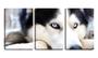 Imagem de Quadro Decorativo 30x66 olhos azuis de husky siberiano