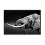 Imagem de Quadro decorativo 40x60cm canvas elefante agua preto e branco anm015