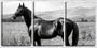 Imagem de Quadro Decorativo 55x110 cavalo negro no campo arte