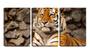 Imagem de Quadro Decorativo 55x110 tigre deitado na caverna de pedra