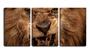 Imagem de Quadro Decorativo 68x126 leão feroz dentes a mostra