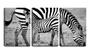 Imagem de Quadro Decorativo 80x140 filhote de zebra pb